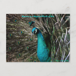 Magic Peaccock Nature är Art-vykort Vykort