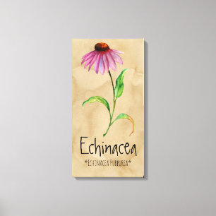 Magic Plants Echinacea 13.22' x 25.52'' Canvas