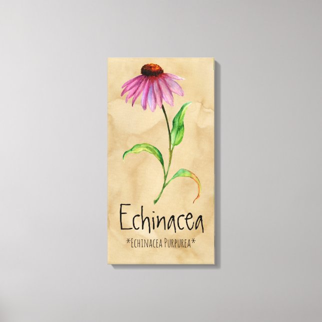 Magic Plants Echinacea 13.22' x 25.52'' Canvas (Framsida)
