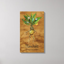 Magic Plants Mandrake 1 12.84' x 21.93'' Canvas