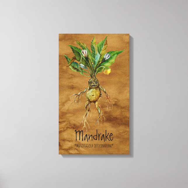 Magic Plants Mandrake 1 12.84' x 21.93'' Canvas (Framsida)