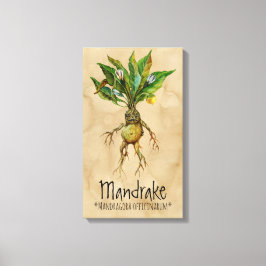 Magic Plants Mandrake 1 12.84' x 21.93'' Canvas