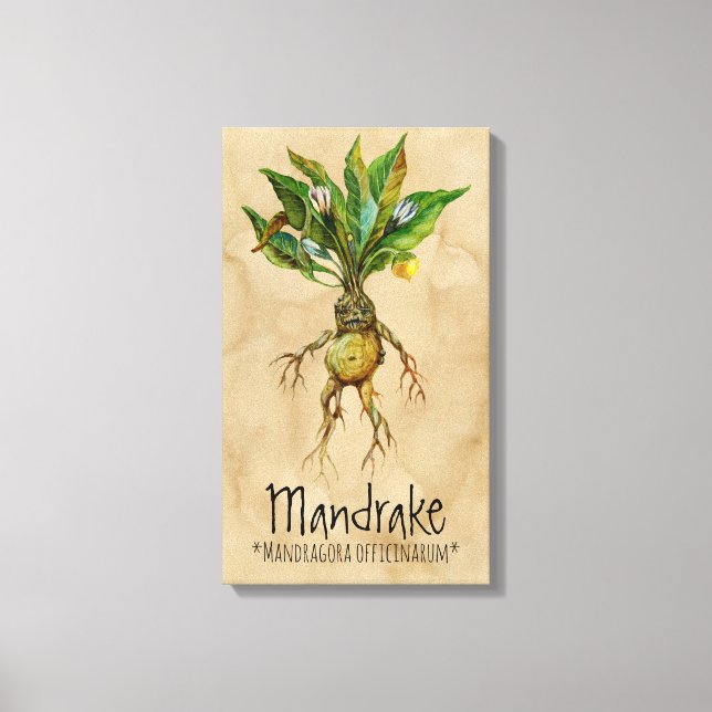 Magic Plants Mandrake 1 12.84' x 21.93'' Canvas (Framsida)