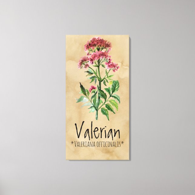 Magic Plants Valerian 21.29' x 42.05'' Canvas (Framsida)