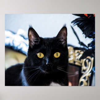 magisk kattunge ögon poster