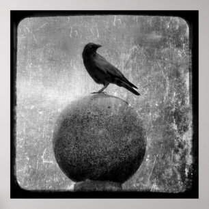 Magisk Kråka Poster