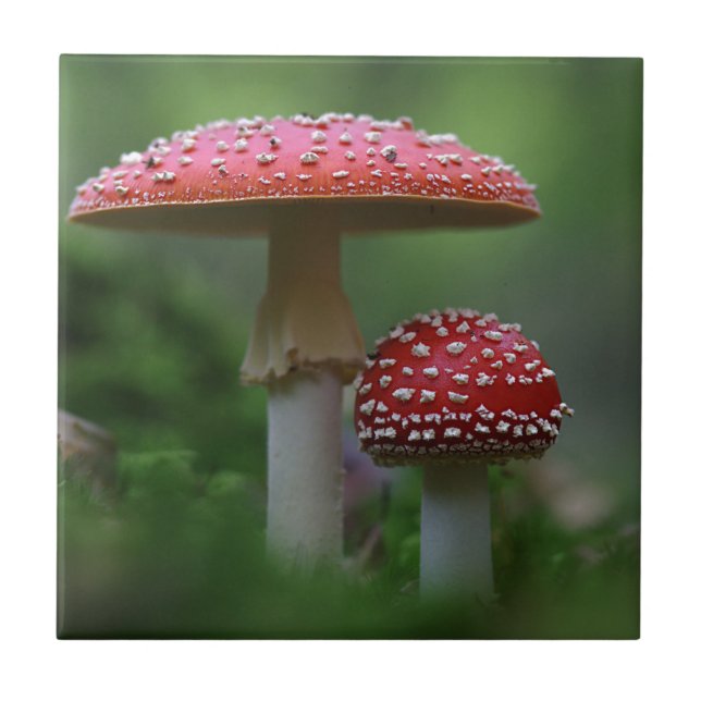 Magiska svampar kakelplatta (Framsidan)