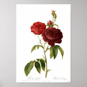 Magna för Rosa gallicapurpuro-violacea Poster