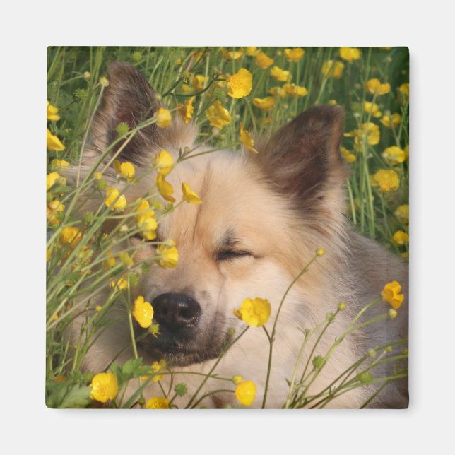 Magneet Magnet (Framsidan)