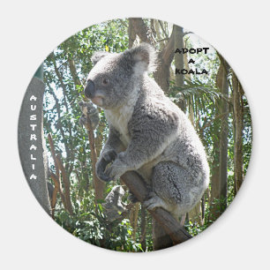 Magnet Adoptera en koala Australien ZIZZAGO
