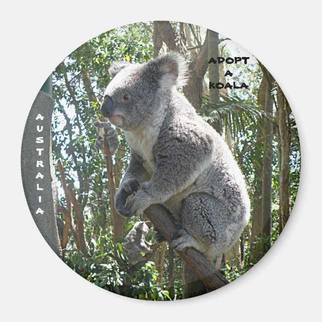 Magnet Adoptera en koala Australien ZIZZAGO (Framsidan)