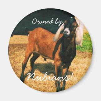 Magnet - Ägt av nubianer!