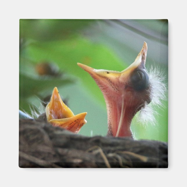 Magnet - Amerikanska Robin Spädbarn (Framsidan)