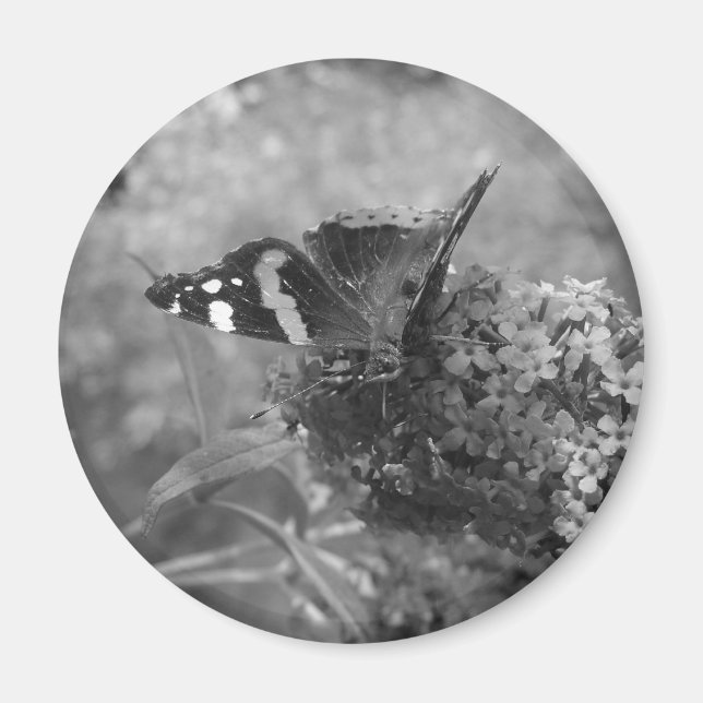 Magnet - Amiral Butterfly (Framsidan)