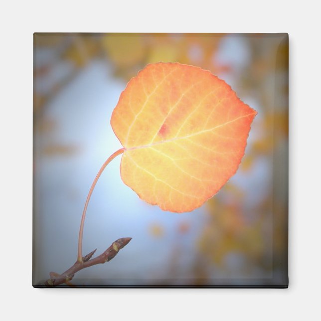 Magnet-Aspen Löv Magnet (Framsidan)