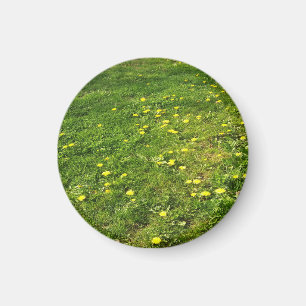 Magnet av gräs och dandelioner