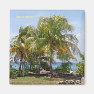 Magnet av handflatan i Barbados
