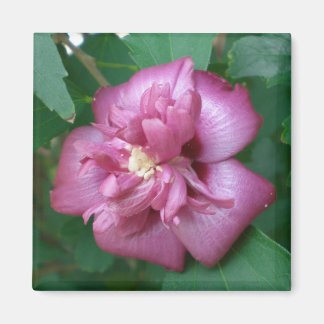 Magnet av Ro i Sharon Beginning till Blommar