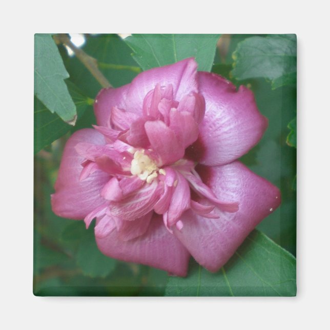 Magnet av Ro i Sharon Beginning till Blommar (Framsidan)