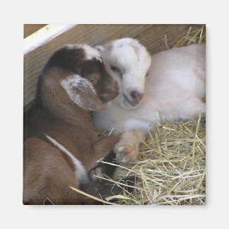 Magnet ~ Baby Goat: Kärlek