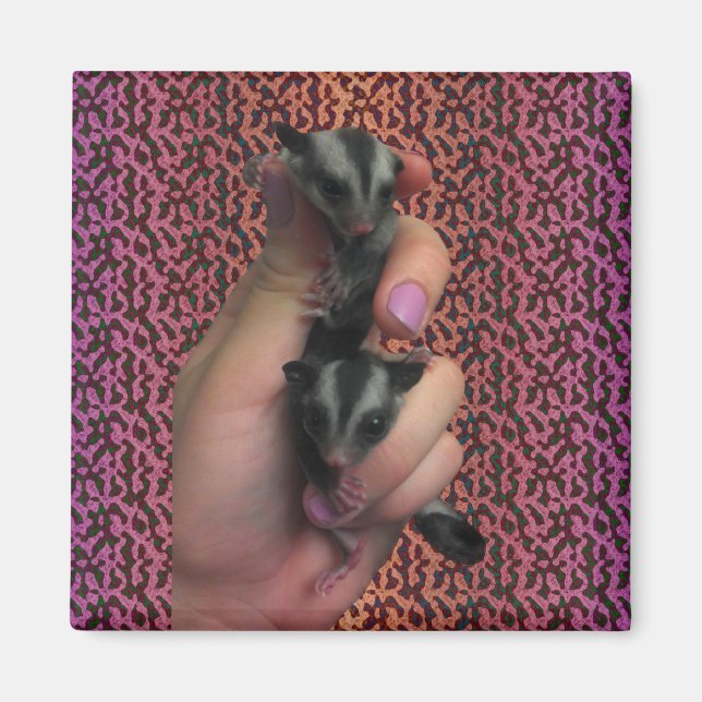 Magnet baby Sugar Glider Magnet (Framsidan)