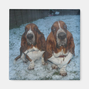 Magnet Basset Hound Bröder