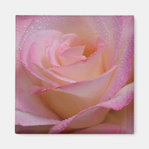Magnet Bevackra Rosa ros