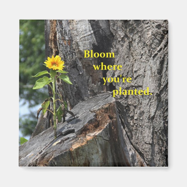 magnet - blomma där du är planterad (Framsidan)