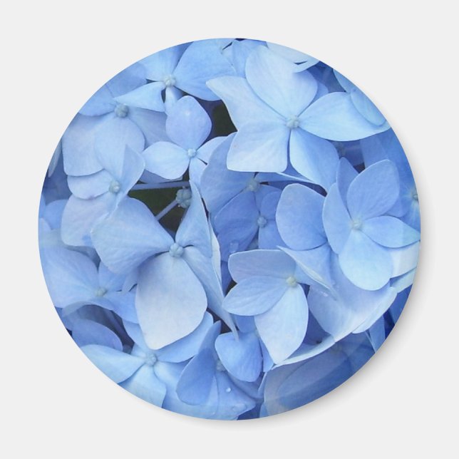 Magnet - Blue Hydrangea (Framsidan)