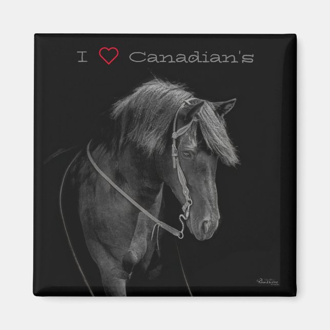Magnet Canadian Horse (Framsidan)