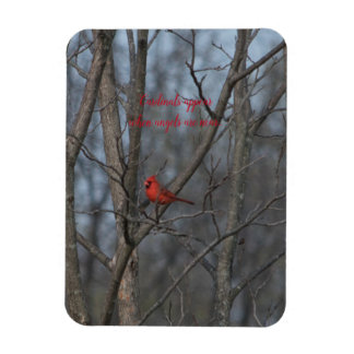 Magnet Cardinals visas när änglar är nära..