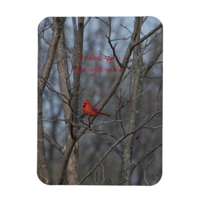 Magnet Cardinals visas när änglar är nära.. (Vertikal)