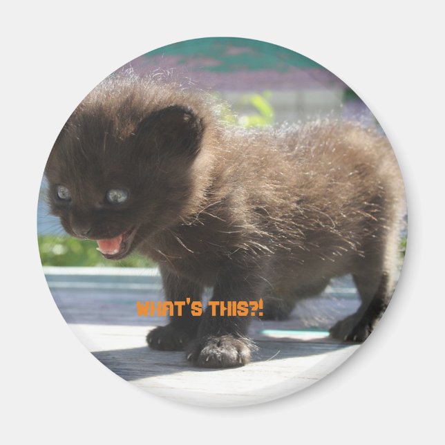 Magnet Cats fasa (Framsidan)