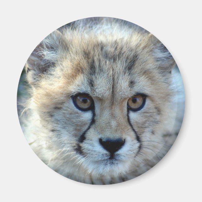Magnet-cheetah-unge10x10 Magnet (Framsidan)
