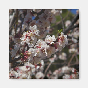 Magnet Cherry Blommars magnet