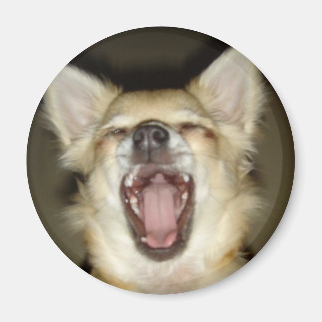 magnet chihuahua photo perso (Framsidan)