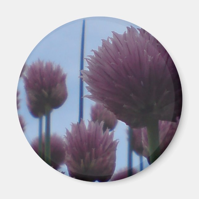 Magnet - Chives Image 1 (Framsidan)