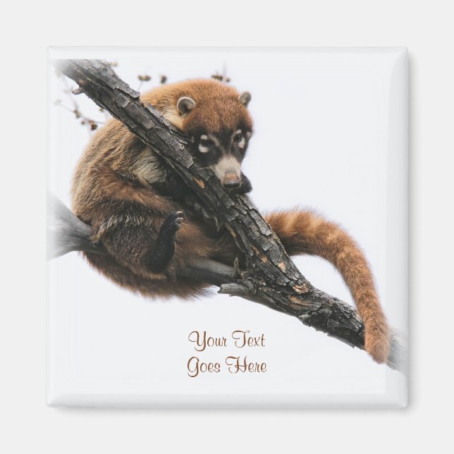 Magnet: Coatimundi #5 (kvadrat) Magnet (Framsidan)