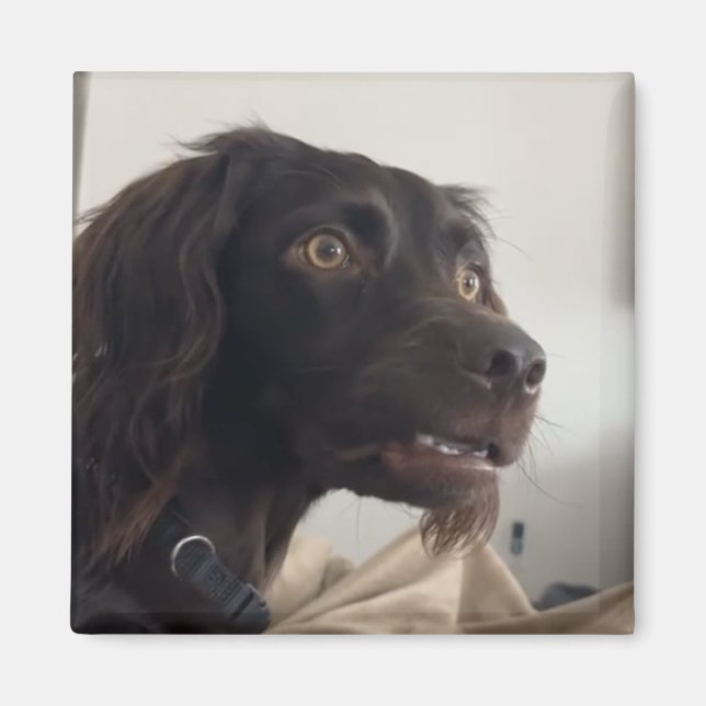 Magnet Confated Hund Memine (Framsidan)