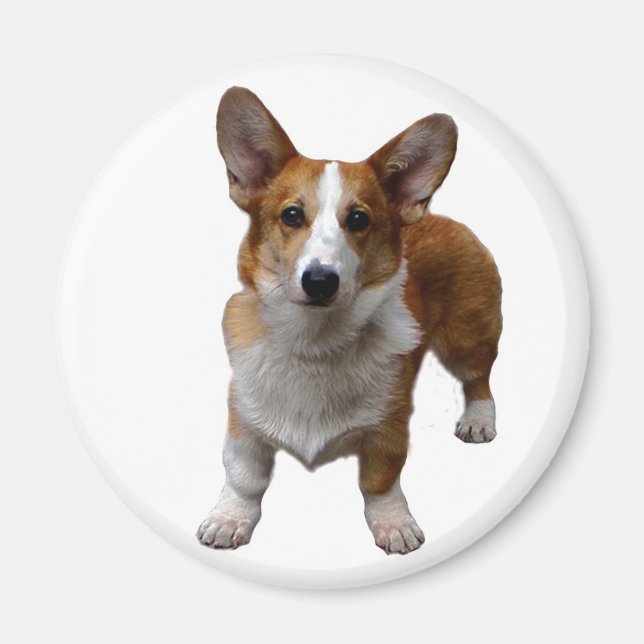 MAGNET: Corgie Hund Magnet (Framsidan)