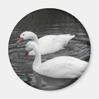 Magnet - Coscorba Svan Pair