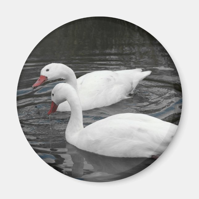 Magnet - Coscorba Svan Pair (Framsidan)