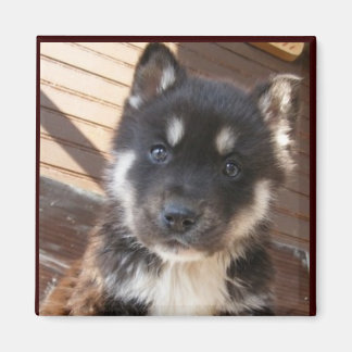 Magnet Cute Puppy ansikte