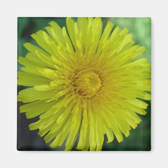 Magnet - Dandelion (Framsidan)