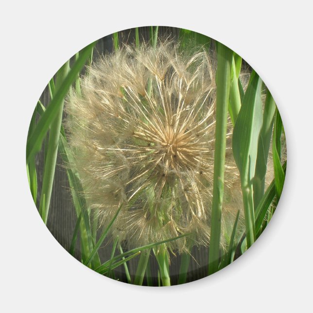 Magnet - Dandelion Puff Boll (Framsidan)