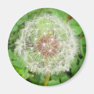 Magnet - Dandelion Seed Boll