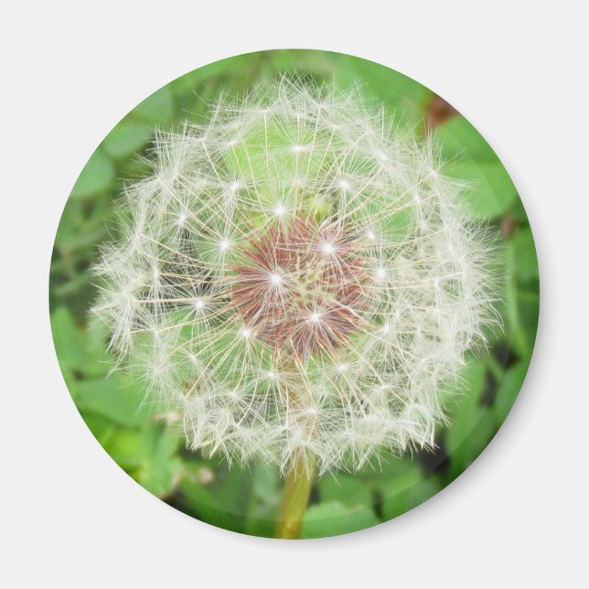 Magnet - Dandelion Seed Boll (Framsidan)