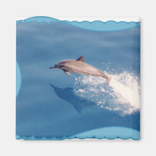 Magnet-Delfin Magnet