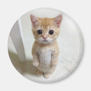 Magnet El Gato Cat Meme