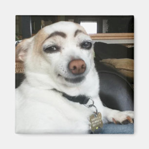 Magnet Eyebrow Hund Meme